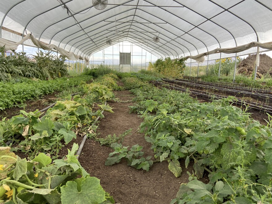 Rows of green crops grow inside a greenhouse.