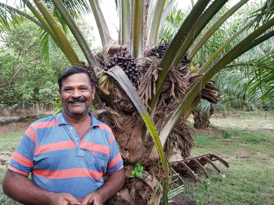 R. Elamparithi, 55, a farmer in Tamil Nadu, India, took advantage of government subsidies that paid for 90 percent of the cost of switching his farm over to oil palms.