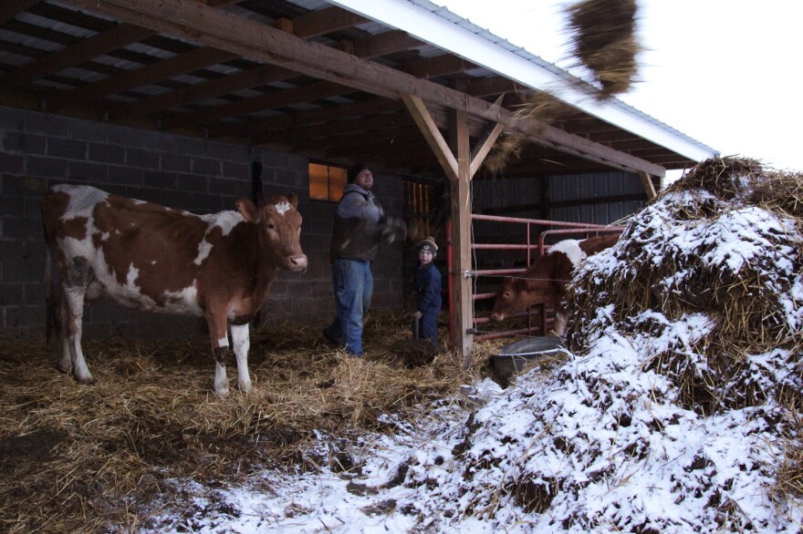 Joe Zanger and his son, Abram, clean out the cow barn. For the past few years, Zanger has been selling raw milk by the gallon to a growing number of customers living in Quincy, Ill., the city down the road from his dairy.