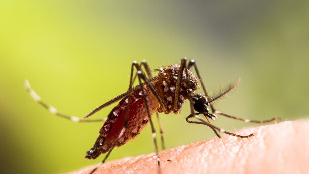 Aedes aegypti Mosquito. Close up a Mosquito sucking human blood,