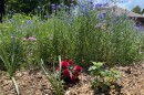 Tall blue flowers, some lavender flowers are in the background while a red sunflower like flower and other plants are in a small garden. 