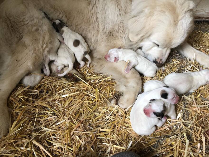 pups.jpg