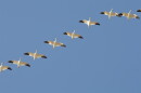 A flock of white geese with black wingtips flying against a blue sky.