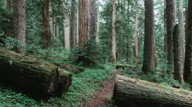 The Mt. Hood National Forest is part of Oregon's federally managed lands.