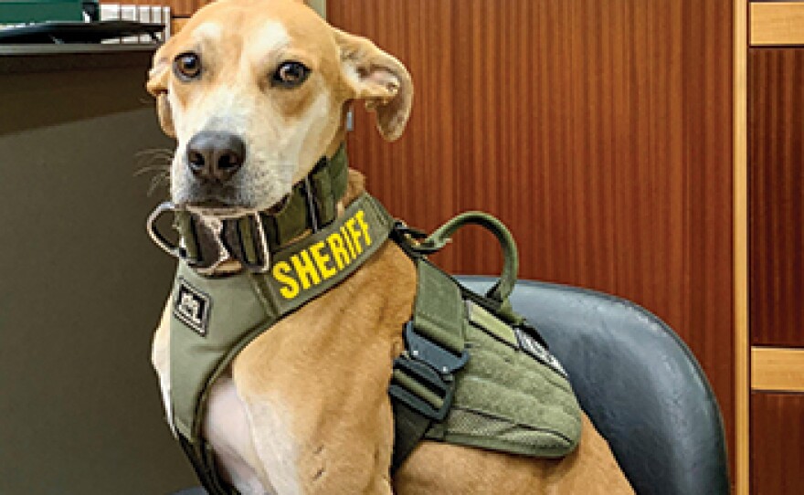 The 2021 Hero Dog Awards seek to find and recognize dogs who help people in many important ways. Dogs are nominated in one of seven categories: Shelter Dogs, Emerging Hero Dogs, Law Enforcement and Detection Dogs, Therapy Dogs, Military Dogs, Guide/Hearing Dogs, Search and Rescue Dogs. The Shelter Dog category honors shelter and rescue dogs who are given a new “leash” on life. A shelter or rescue dog can be nominated for overcoming difficult odds, having a remarkable rescue story or for simply brightening the lives of the people who gave them a second chance to be a first-rate pet!