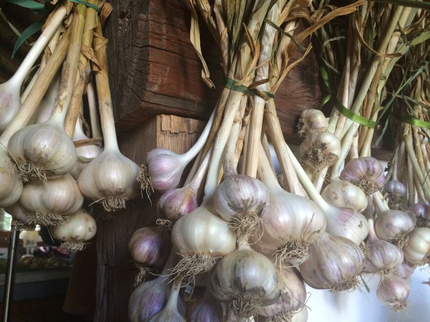 garlic bunches