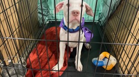 The IACS shelter has been able to reduce the number of animals by switching to emergency intake.