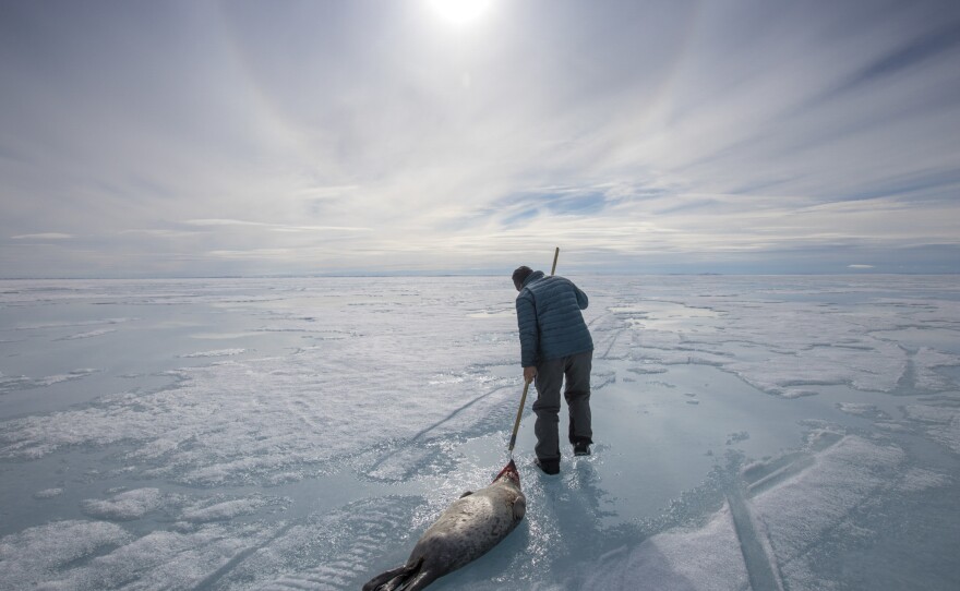 Inuit elder Olayuk Naqitarvik, 74, washes a ringed seal in fresh water on the surface of the sea ice near Nuvukutaak. Raised in a traditional Inuit lifestyle before moving to Arctic Bay, Naqitarvik was traveling on a camping trip with his family, passing on his knowledge of the land and its animals to the younger generations.