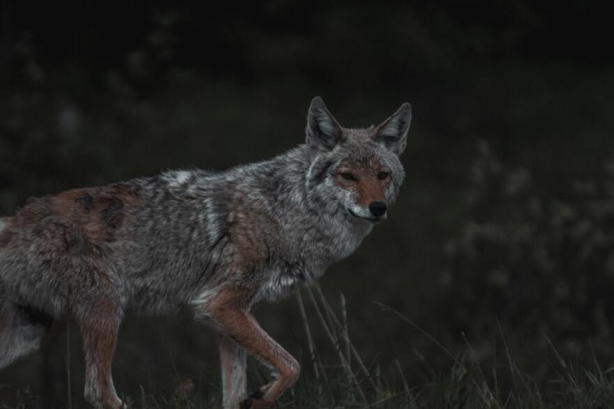 A coyote in the profile walking through tall grass in twilight