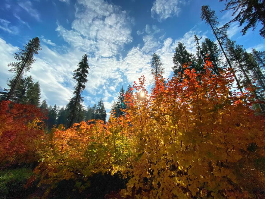 The sun shines through the stunning colors in Leavenworth earlier this fall.
