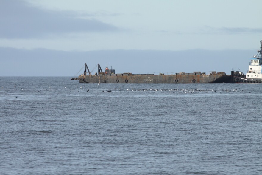 Bowheads surfacing near a tug boat.