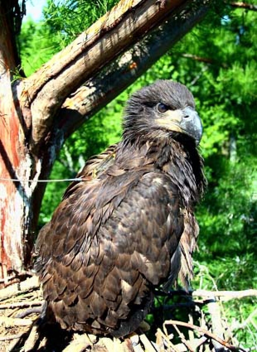 ?Turner? after being placed back in his nest.