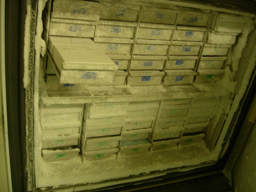 Samples organized and stored in a lab freezer will remain in good condition for months or sometimes, years.