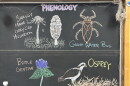 Chalk illustrationss how a bottle gentian flower, Osprey, giant water bug, shaggy mane mushroom, and inky cap mushroom.