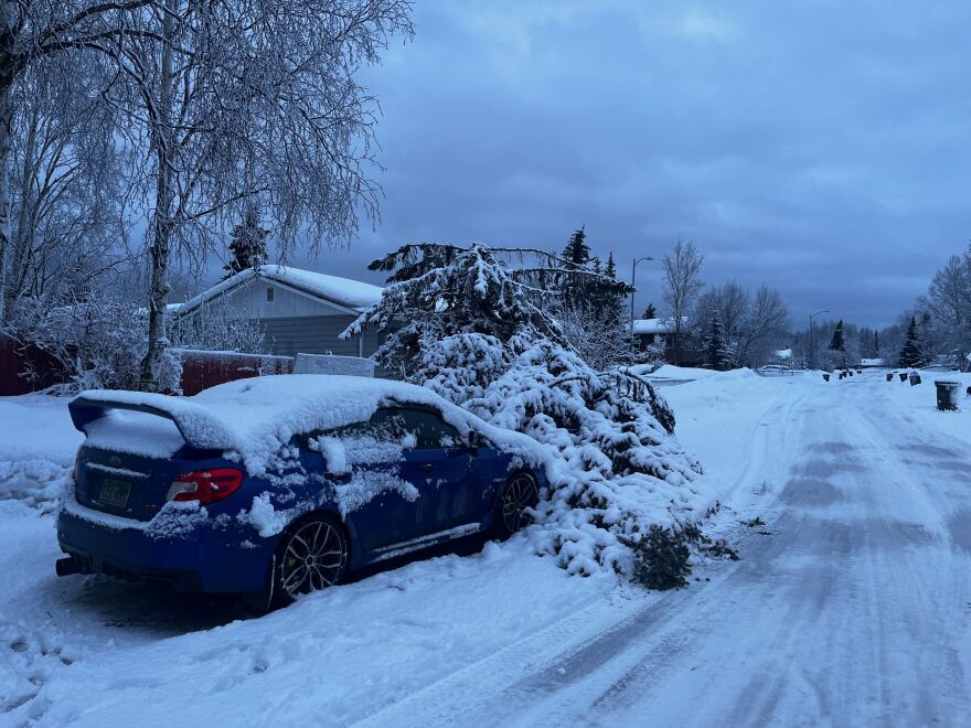 Heavy winds lead to downed trees across much of Anchorage on Thurs. Feb. 22, 2024. (Valerie Lake/Alaska Public Media)
