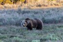 A blond grizzly bear stands in a meadow with sagebrush behind.