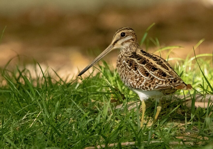 A bird standing in grass in Las Vegas.