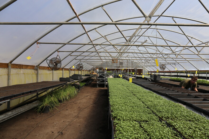 Microgreens at City Roots farm in Columbia