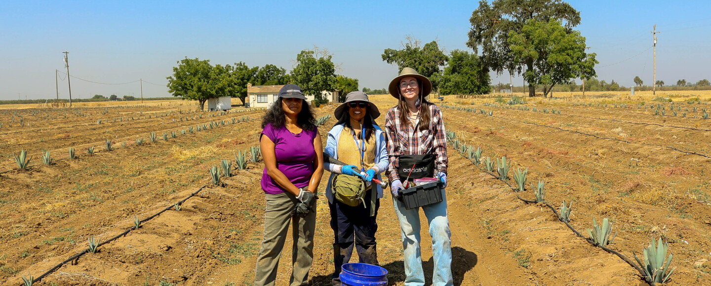 From left, UC faculty member Srabani Das, research assistant Kavya Laxmisagara Sagar, and UC Merced doctoral student Calysta Ownby stand in a test plot of agave.