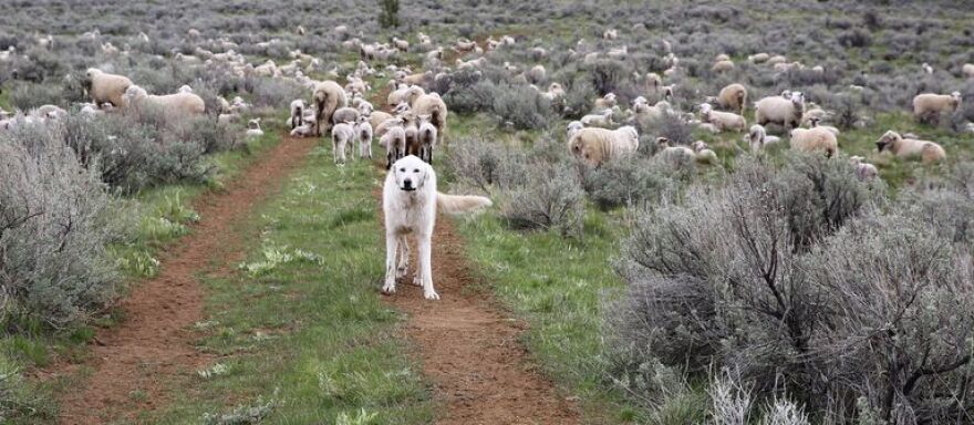 One of Kim Kerns' favorite livestock protection dogs, Opal, places herself firmly between the photographer and the herd.