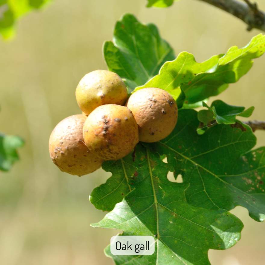 Green oak leaves with four large, spherical, tannish-brown oak galls in center. The galls have a gently bumpy texture.