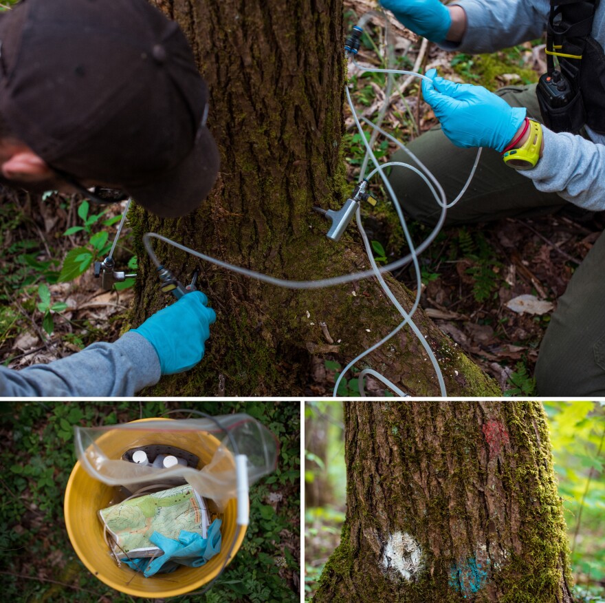 To Tame A 'Wave' Of Invasive Bugs, Park Service Introduces Predator Beetles