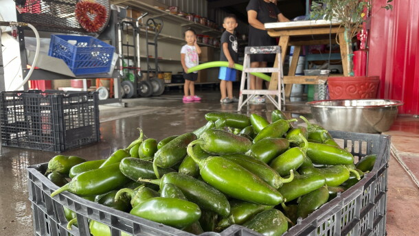 FILE - A basket of fresh harvested green chile waiting to be roasted at Grajeda Hatch Chile Market is seen in Hatch, N.M., on July 12, 2012. New Mexico produced more than 53,000 tons of its most famous crop during the last growing season in 2022, meaning more chile peppers found their way into salsas and onto dinner plates than the previous year. (AP Photo/Susan Montoya Bryan, File)