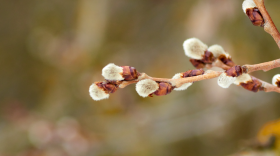 In the foreground is a close-up shot of the end of some aspen branches. The stems are smooth and light brown, and have four small, fuzz-covered buds on the tips. The fuzz is white and looks almost furry. At the base of the buds are reddish scales. The background is blurred and indistinct. The image is captioned "Aspen Buds".