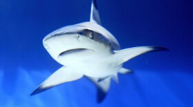 A shark is seen in an aquarium. (Mustafa Ozer/AFP via Getty Images)