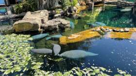 Many rescued manatees have gone to SeaWorld in Orlando, like these in a theme park lagoon. Photo by Amy Green 