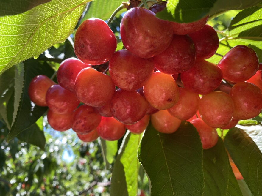 Rainier cherries are the favorite of Robin French, who owns a you-pick orchard in Richland, Washington.