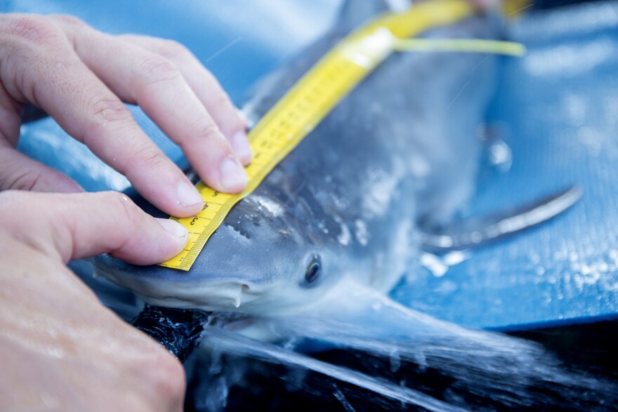 Andres and Clark continue their measurements of the bull shark.