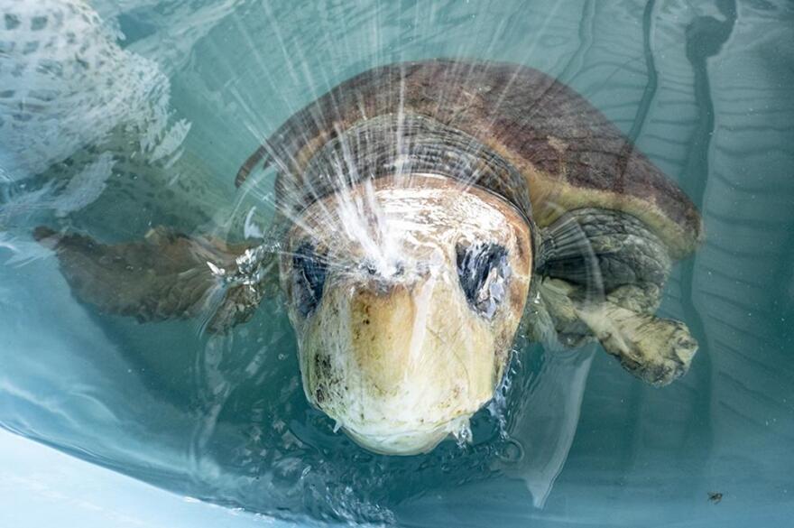 In this image provided by Zoo Miami, a female loggerhead turtle clears her nostrils after surfacing for air in her treatment tank on May 28, 2022, after she was brought to Miami Zoo's new Sea Turtle Hospital in Miami. The turtle was rescued from the Port St. Lucie Power Plant after a shark attack left its left fin with exposed bone. 