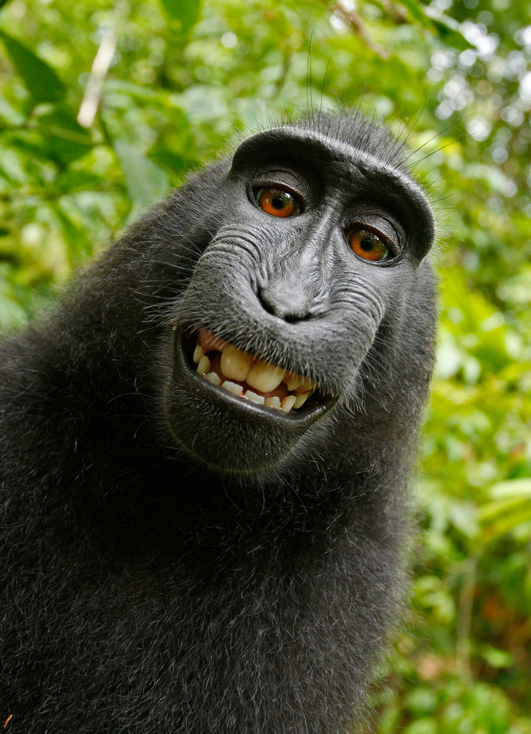 If A Monkey Takes A Photo Who Owns The Copyright Maine Public if-a-monkey-takes-a-photo-who-owns-the-copyright-maine-public