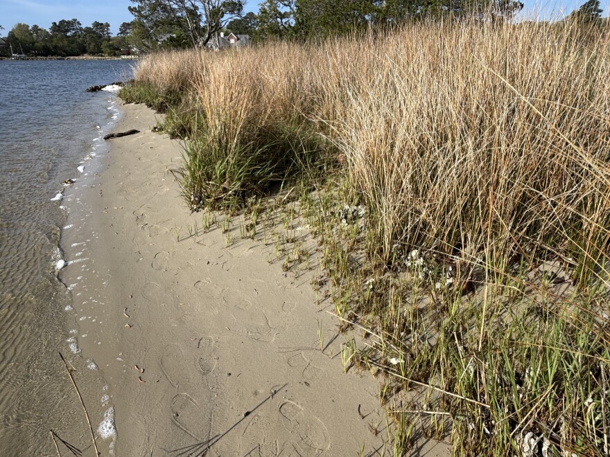 Marsh grasses along a Lynnhaven River shoreline in April 2026. Clumps of grass fronted by mussels show resistance to erosion.