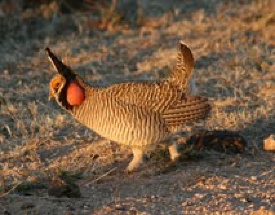 Lesser prairie chicken