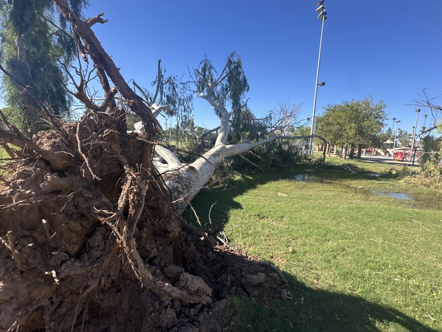 Damages from microburst at Jaycee Park in Tempe