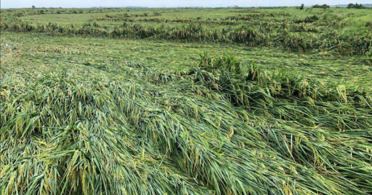 Farmers Assess Damage After History-Making Storm Sweeps Through Arkansas