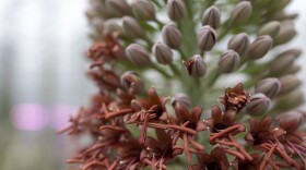  The Agave pelona is monocarpic, which means it dies after it blooms.