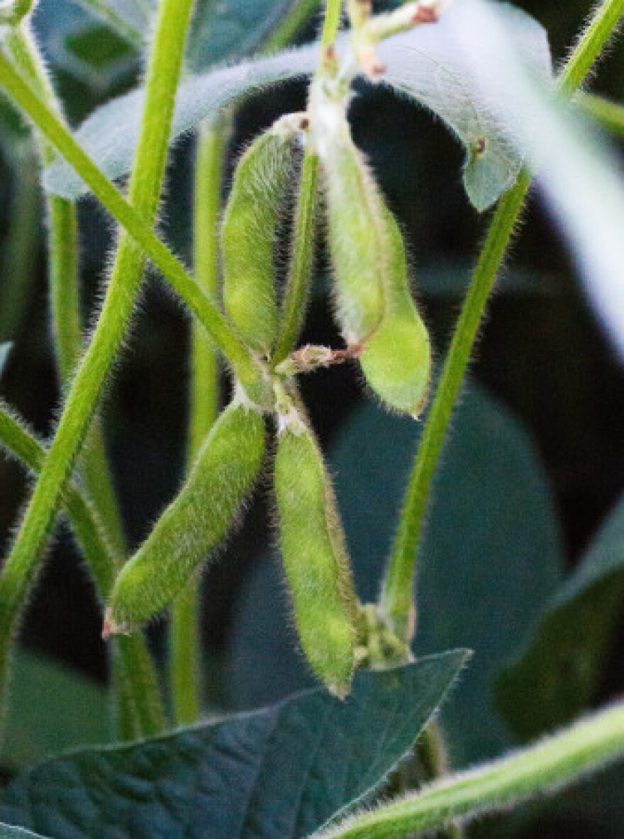 Soybeans near Mansfield, Ill., on Aug. 20, 2013.