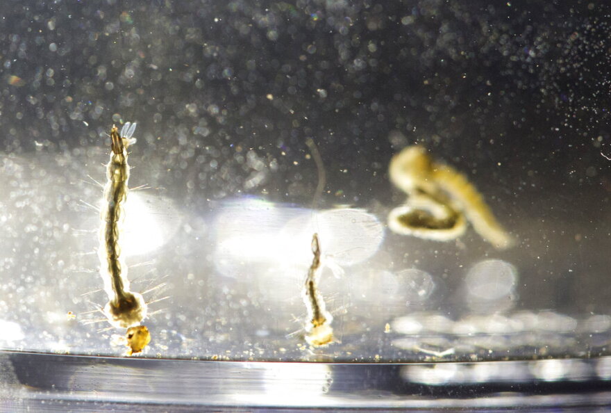 Wormlike tiny brownish mosquito larvae swim in a container of water.  