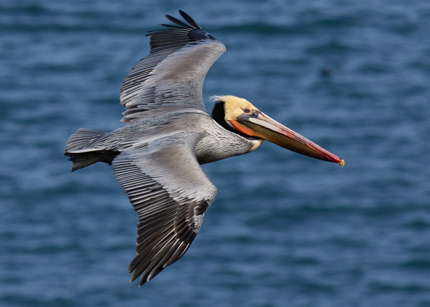 A brown pelican in flight in Sonoma County, Calif.