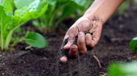 Farmer checking this soil on his farm.