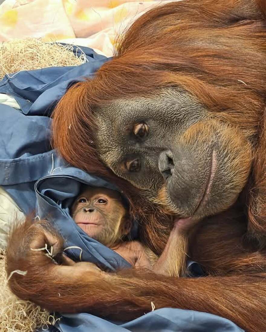 Baby Raya and her mother Tara at the Fort Wayne Zoo.