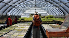 Hakalau Forest National Wildlife Refuge's Laulima greenhouse. (Sept. 13, 2025)