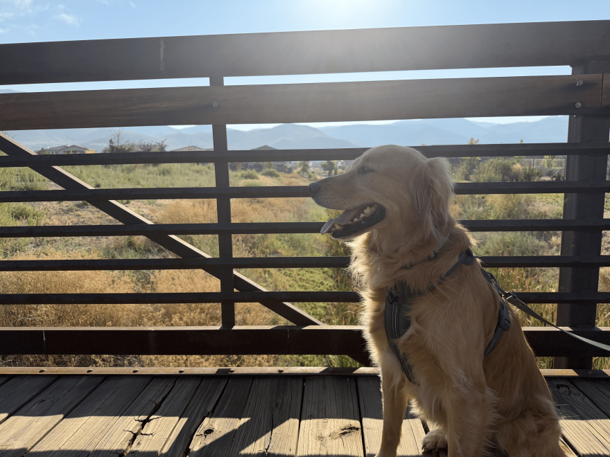 Milo Bear getting in the sun on a warm August morning, giving the camera a smile.