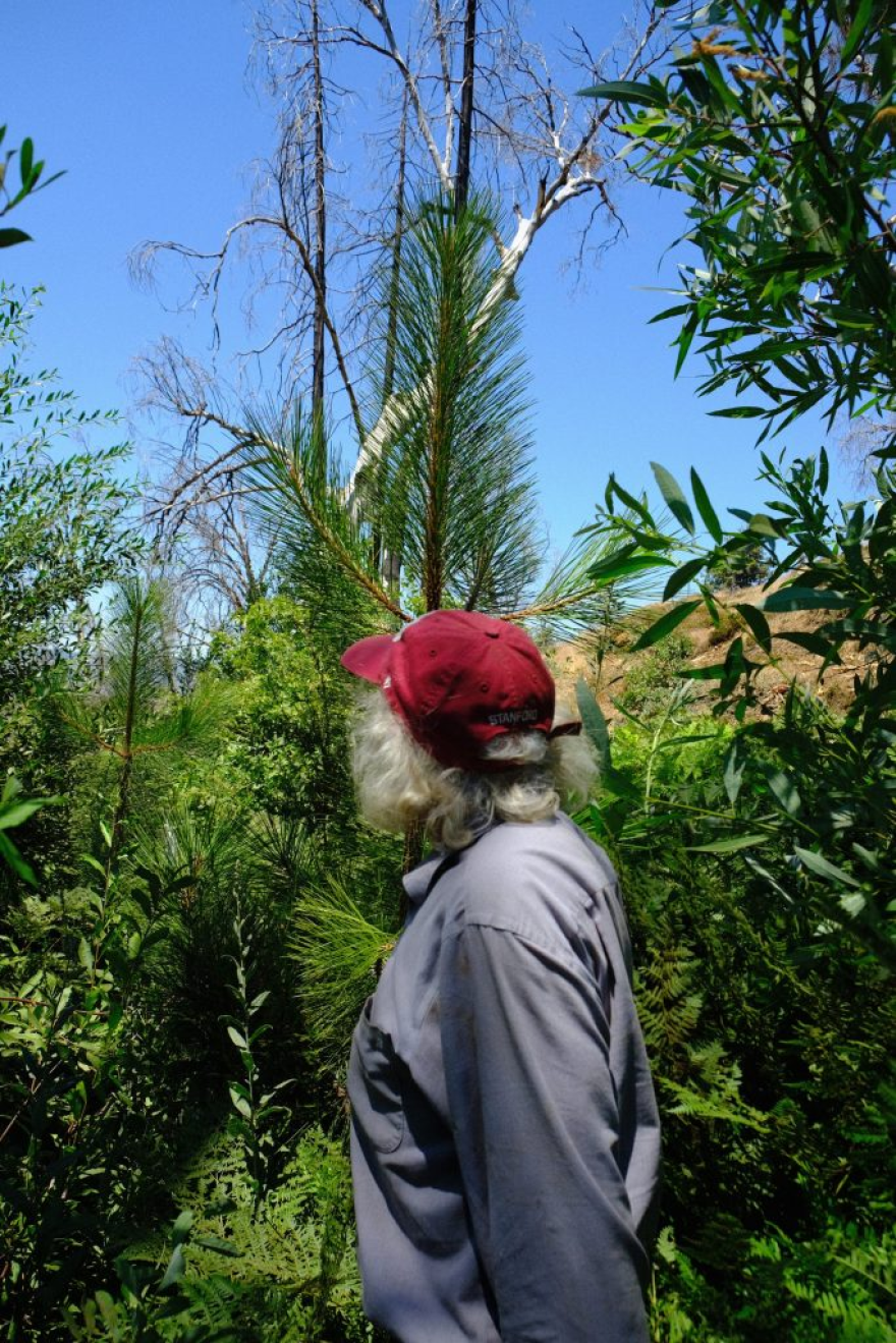 Along a new creek that’s popped up after the Creek Fire, Bluestein has planted a micro-climate of green.