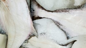a pile of gutted halibut on ice