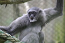 Researchers started noticing distinct yellow patches on these mostly black-furred monkeys, so they analyzed their fur.