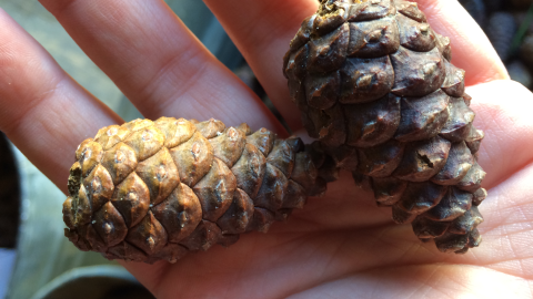 Two red pine cones rest in a person's hand.
